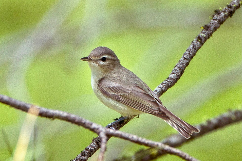Warbling Vireo - Sisters - Oregon by Francesco Veronesi from Italy is licensed under CC BY-SA 2.0.